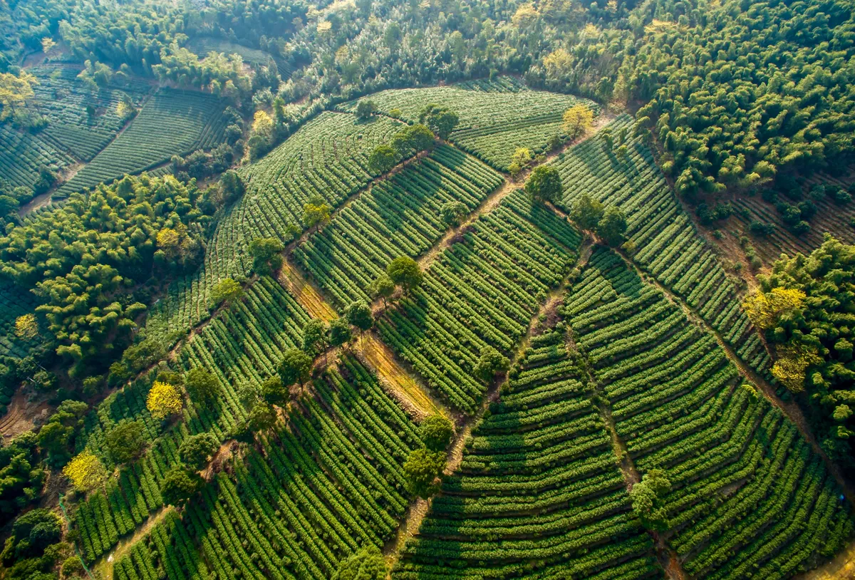 永红茶林场茶园